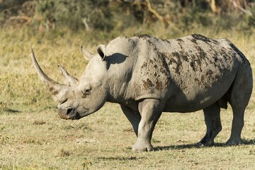 Obraz premium White rhinoceros or square-lipped rhinoceros (Ceratotherium simum), Lake Nakuru National Park, Kenya, Africa