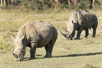 Obraz premium White rhinoceroses or square-lipped rhinoceroses (Ceratotherium simum), feeding, Lake Nakuru National Park, Kenya, Africa
