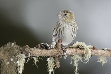 Eurasian siskin (Carduelis spinus) female sitting on branch in winter, Stubai Valley, Tyrol, Austria, Europe