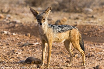Black-backed jackal (Canis mesomelas), attentive, Samburu National Reserve, Kenya, Africa