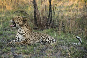 Leopard (Panthera pardus) male, Sabie Sands Game Reserve, South Africa, Africa