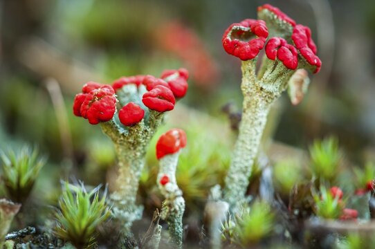 Cup lichen (Cladonia spp.), Reicherskreuzer Heide und Schwanensee Nature Reserve, Reicherskreuz, Brandenburg, Germany, Europe