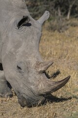 Obraz premium White rhinoceros (Ceratotherium simum) grazing, Waterberg, Otjozondjupa, Namibia, Africa