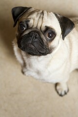 Young Pug dog sitting on the floor looking up
