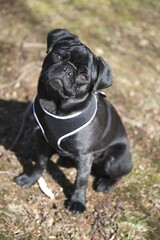 Black pug, male puppy, in a meadow
