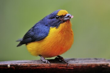 Tiny Yellow-throated euphonia (euphonia hirundinacea), colorful, Cayo District, Belize, Central America