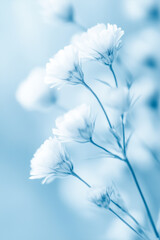 White fuzzy cornflower close-up on blue background in cyanotype style