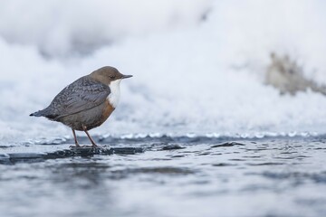 White-throated Dipper (Cinclus cinclus) sits on ice at the water, Stubai Valley, Tyrol, Austria, Europe