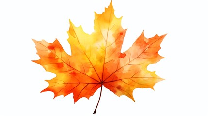 Vibrant autumn maple leaf on white background.