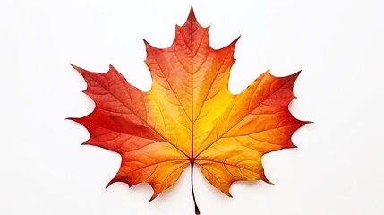 Obraz premium Vibrant autumn maple leaf with rich colors.
