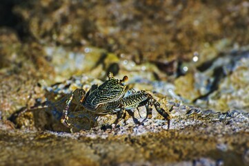 Sally-light-foot crab (Grapsus albolineatus), Wakatobi Dive Resort, Sulawesi, Indonesia, Asia