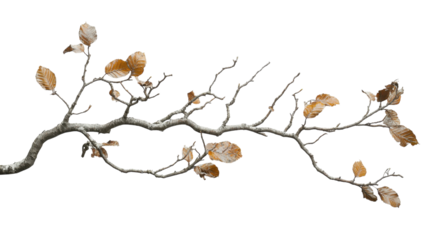 Branch with dried leaves against a plain white background showcasing autumn's transition