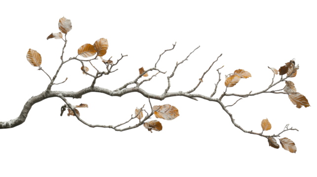 Branch with dried leaves against a plain white background showcasing autumn's transition
