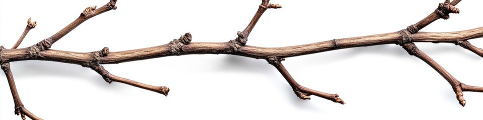 A close-up shot of a tree branch without leaves, often used as a symbol for change or renewal