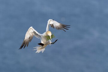 Northern Gannet (Morus bassanus) with nesting material, approaching, Heligoland, Schleswig-Holstein, Germany, Europe