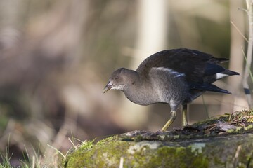 Common Moorhen (Gallinula chloropus), young bird, Bavaria, Germany, Europe