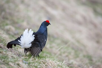 Black grouse (Lyrurus tetrix), courting cock, Stubai Valley, Tyrol, Austria, Europe