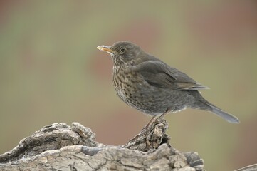 Female Blackbird (Turdus merula)