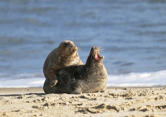 Two gray seals (Halichoerus grypus), Heligoland, Schleswig-Holstein, Germany, Europe © Marc Schmerbeck/imageBROKER