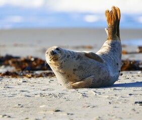 Grey seal (Halichoerus grypus), Heligoland, Schleswig-Holstein, Germany, Europe © Marc Schmerbeck/imageBROKER