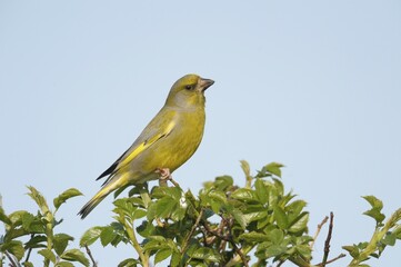 European greenfinch (Carduelis chloris)