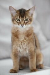 Ruddy Somali kitten