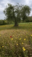 Old olive tree amidst blossoming flowers, Venice, Italy, Europe