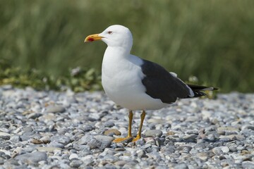Great Black-backed Gull (Larus marinus), Düne island, Heligoland, Schleswig-Holstein, Germany, Europe