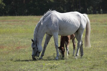 Mare with foal
