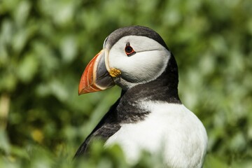 Puffin (Fratercula arctica), Farne Islands, Northumberland, England, United Kingdom, Europe