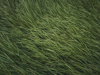 Closeup wild green grass sway in the wind. Greening plants on a picturesque summer meadow. Different herb and vegetation. Idyllic rural field texture, natural background. Countryside grassland