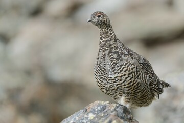 Rock Ptarmigan (Lagopus muta) stands on rock, Stubai Valley, Tyrol, Austria, Europe