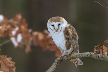 Common barn owl (Tyto alba) sits on branch, captive, Pilsen, Czech Republic, Europe