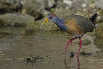 Grey-necked wood rail (Aramides cajaneus), in water, Belize district, Belize, Central America