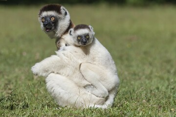 Verreaux's Sifaka (Propithecus verreauxi) mother with young on her back, Madagascar, Africa