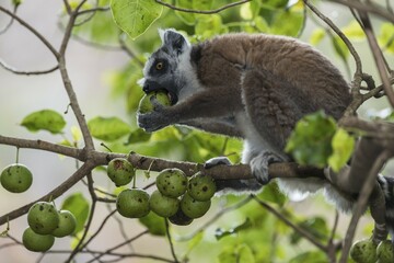 Ring-tailed Lemur (Lemur catta) on a tree feeding on fruit, Madagascar, Africa