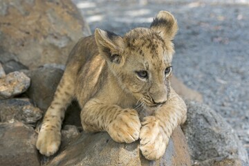Lion (Panthera leo), young, 3 months, captive