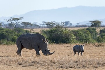 Fototapeta premium White Rhinoceros (Ceratotherium simum) feeding, with young, Ol Pejeta Reserve, Kenya, Africa