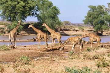 Reticulated giraffes or Somali giraffes (Giraffa reticulata camelopardalis) drinking at river,...