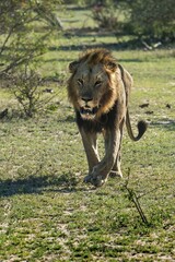 Lion (Panthera leo) walking, frontal, male, Mala Mala Game Reserve, Sabi Sands, South Africa, Africa