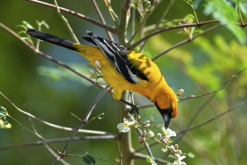 Orange Oriole (Icterus auratus), eating flowers on Moringa Oleifera Tree (moringa), Corozal district, Belize, Central America