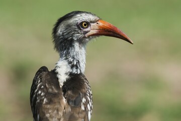 Northern red-billed hornbill (Tockus erythrorhynchus), Chitwa Chitwa, Sabi Sands Game Reserve, Mpumalanga, South Africa, Africa