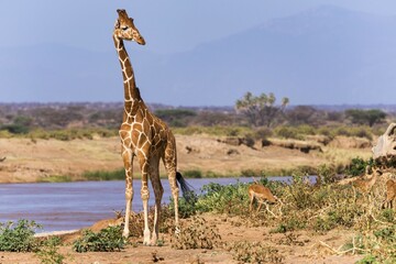 Reticulated giraffe (Giraffa camelopardalis reticulata) by river, Samburu National Reserve, Kenya, Africa © Erich Schmidt/imageBROKER
