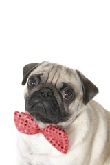 Young pug with a red bow tie, portrait