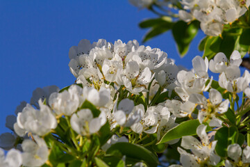 Pear flower in full bloom in spring in the garden