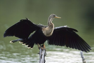 Anhinga, Snakebird or Darter (Anhinga anhinga) drying its feathers, Florida, USA, North America