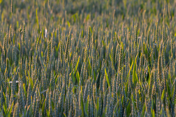 Wheat field under golden sunlight during evening hours with vibrant green leaves swaying gently in the breeze