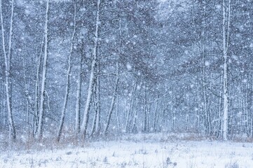 Naklejka premium Snowfall, Masuria, Poland, Europe