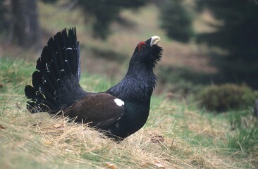 Capercaillie or Wood Grouse or Western Capercaillie (Tetrao urogallus), bird performing a courtship display on the ground