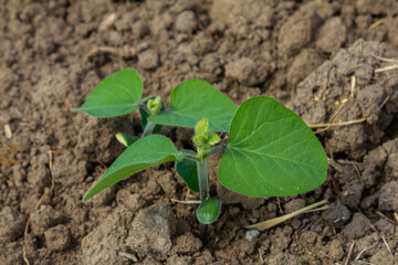 Young plant sprouting from rich soil in a garden during early spring, showcasing vibrant green leaves and emerging growth
